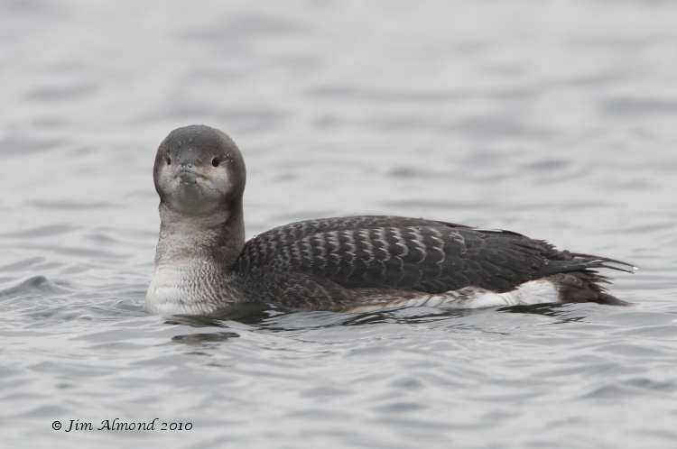 Black throated Diver cu side head on Ryders Mere 29 1 11 Raw edit  IMG_5968
